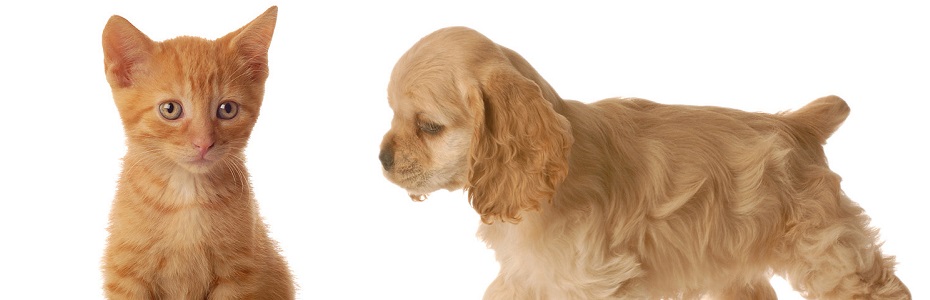 La queue du chien et la queue du chat – The dog tail and the cat tail